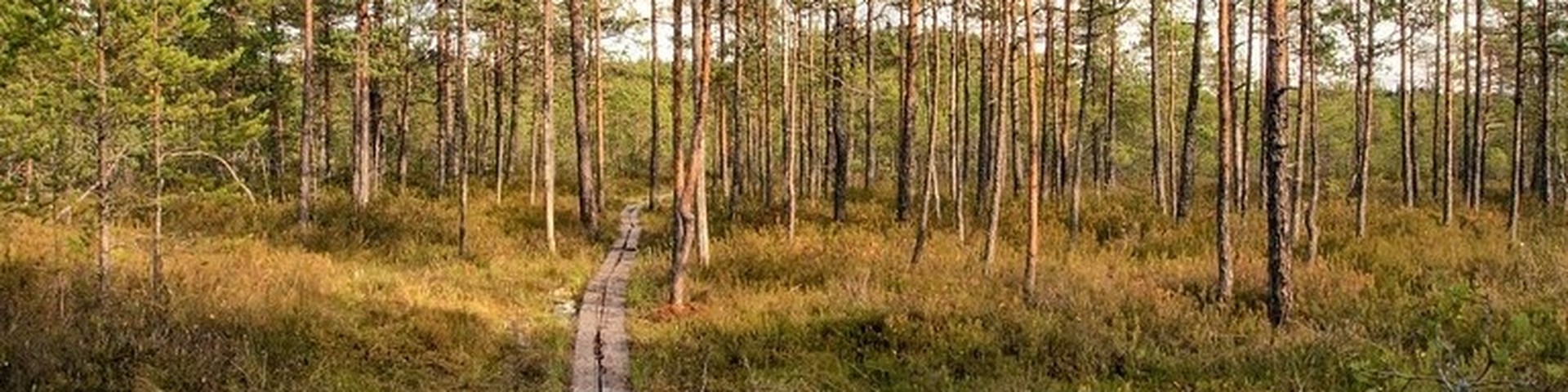 RUSKAVANDRING I ÖSTRA FINLANDmed Mattias Kanckosto-sö 16 - 19.9INFO & ANMÄLAN