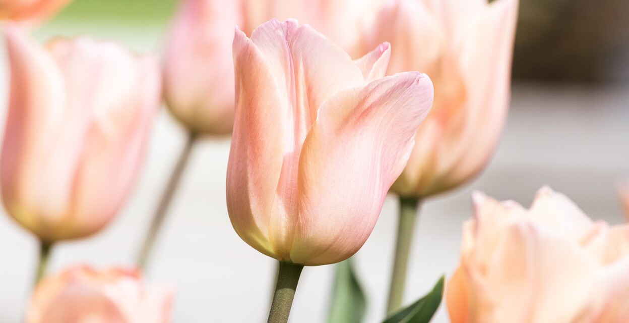 Välkommen att anmäla dig tillvåra kurser, föreläsningaroch evenemang!